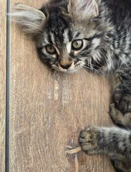 Maine coon mix kitten - Korswandt