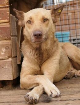 KUMO - zarte Seele sucht Vertrauen - Kallmünz