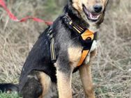 Lexi, lieber Welpe sucht neue Familie - Unterföhring