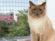 Trixie Katzenschutznetz mit Drahtverstärkung - L 8 x H 3 m