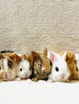 Zwergkaninchen Baby Häschen 8 Wochen - München