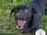 Chip 245296: Sucht ein Zuhause - Kirchzell
