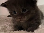 XXXL,- reinrassige Maine Coon Babys erster Wurf, gesund und munter! Beide Eltern besitzen Stammbaum. - Bielefeld Zentrum