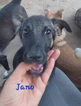 Jano sucht ein Zuhause - Egestorf