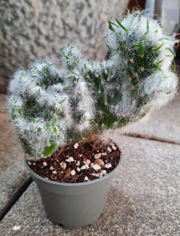 Sukkulente: Austrocylindropuntia Vestita Cristata - Troisdorf