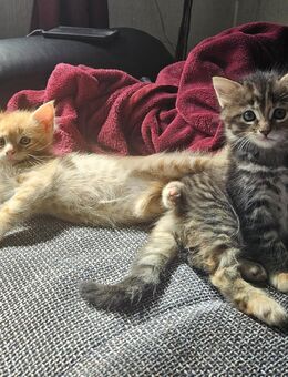 Wunderschöne reinrassige Maine Coon Kitten in liebevolle Hände abzugeben - Zeitz