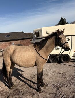 Endmaß Stute FALBE - Wachtendonk