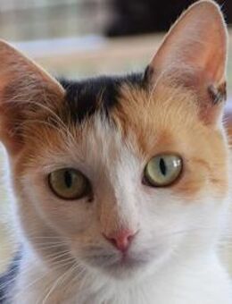 BALI-zuckersüße Tricolor-Katze - Rösrath