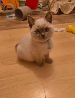Süße BKH Katzen Babys - Jerxheim