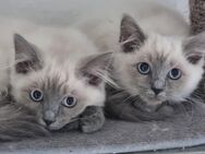 Ragdoll Kitten - Remscheid