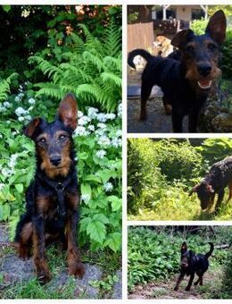 Salome 9 Monate Foxterrier Mix - Kassel