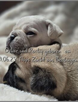 Mops Welpen - Beckingen