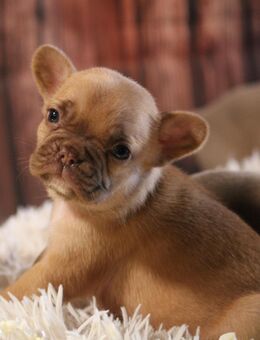 Himmlische Französische Bulldoggen Welpen aus erfahrener Zucht - Thaleischweiler-Fröschen