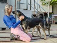 Meggi und Jack ❤️ Schutzgebühr 500 Euro - Burgsinn