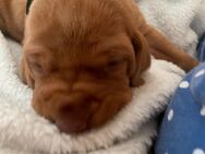 Magyar vizsla welpen mit ahnentafel - Deggendorf