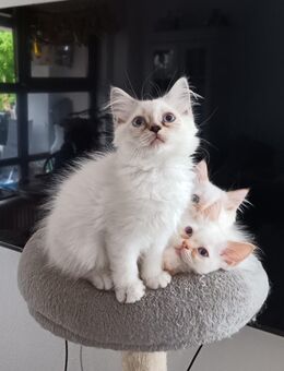 Heilige Birma / Perser Kitten, Katzenbabys, Babykatzen, Katzen, cats - Berlin Steglitz-Zehlendorf