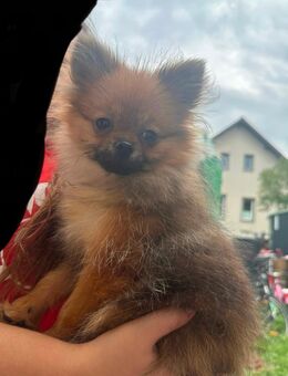 Pomerania mini Spitz sucht Familie - Rottenburg (Neckar)