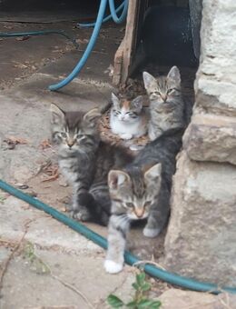 Kater zu verkaufen - Raschau-Markersbach