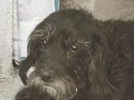 Blacky - Chemnitz