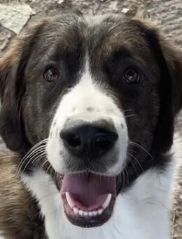 Madison, geb. ca. 01/2022, GRIECHENLAND - Markdorf