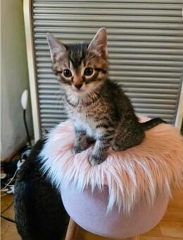 Zwei männliche Kitten suchen ein neues Zuhause - Frankfurt (Main) Riederwald