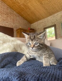 Süsse Katzenbabys m/w suchen ein neues Zuhause - Inning (Ammersee)