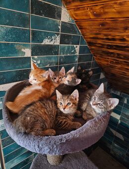 Babykatzen - Ilsede