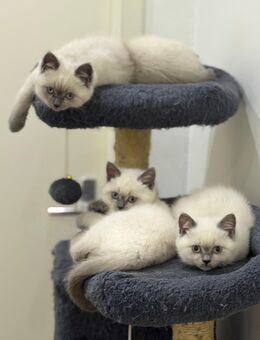 Britisch Kurzhaar Point Kitten suchen Zuhause - Berlin Steglitz-Zehlendorf