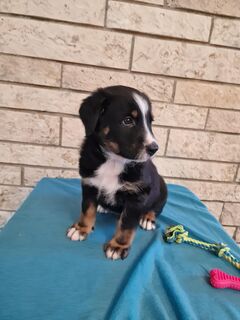 Süße Berner Sennenhund Mix Welpen abzugeben!