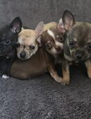 Chihuahua Mädchen in 17258