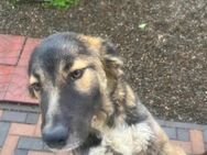 Ellen soll nicht in Rumänien aufwachsen - Blankenheim (Nordrhein-Westfalen)