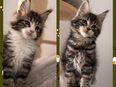 Tolle Maine Coon Kitten , Katzen Kater in 90491