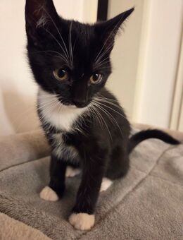 hübscher schwarzweißer Kater - Eppelheim