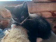 Katzenbabys - Markkleeberg Zentrum