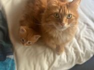 Maine Coon Kitten sucht seine Familie - Wörrstadt