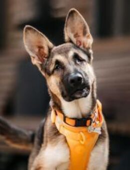 Liebe Deya sucht aktives Zuhause - Duisburg