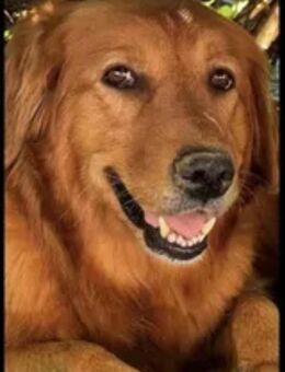 Suche für meine Hündin Kira ein liebevolles Zuhause - Mohlsdorf-Teichwolframsdorf