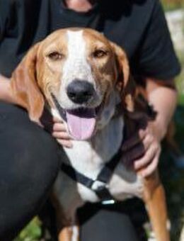 Wer schenkt Peggy ein Zuhause fürs Leben - Hamburg