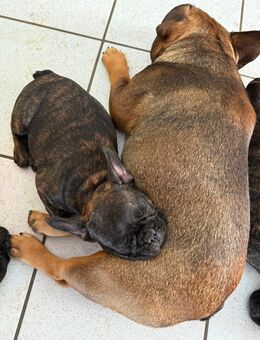Französische-Bulldogge Welpen - Mönchengladbach