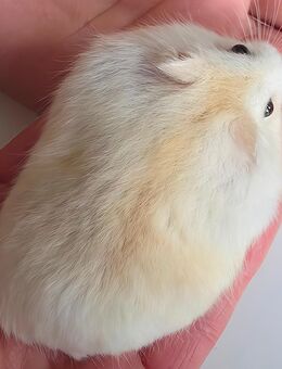 Hamster Nachwuchs weiblich - Grünhain-Beierfeld Grünhain