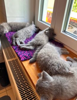 Britisch Kurzhaar und Langhaar Katzenbabys - Bad Griesbach (Rottal)