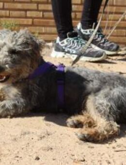 BARTI, süßer Pudelmix aus Wendeburg - Bedburg