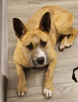 CLOE ist auf Suche nach dem Glück - Hof