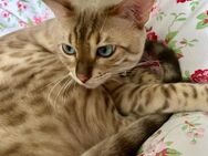 seltener Snow Lynx Bengal Kater zu verkaufen - Berlin