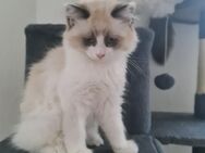 Katchen (fast 3 Monaten) sucht ein libevolles Zuhause - Chemnitz