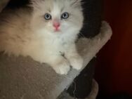 Ragdoll Deckkater mit Deckerfahrung - traumhaft schön & sanft - Siegen (Universitätsstadt) Bürbach