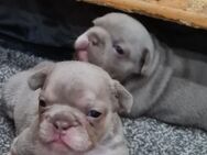 Französische bulldogge welpen isabella - Emden