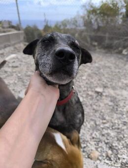 Caty ist eine Seele von Hund - Lorsch (Karolingerstadt)