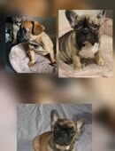 Französische Bulldogge Welpen / Bullys in 49434