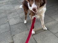 Border Collie 6 Monate alt - Geilenkirchen Zentrum